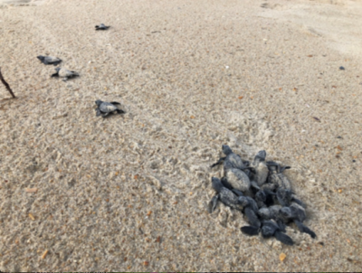 On August 25, Kemp’s Ridley sea turtle hatchlings emerged from a nest south of Ramp 55 on Hatteras. When many hatchlings emerge at once from a nest, it is called a “boil.”